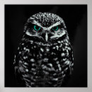 Search for animal black and white owl art Nature