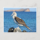 Search for booby postcards Ecuador