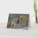 Search for chihuahua valentines day cards Valentine's