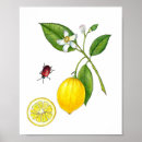 Search for vintage botany posters Botanical
