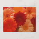 Search for orange gerbera postcards Daisies