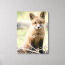 Search for wild fox canvas prints Woodland