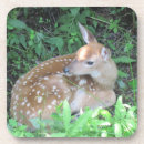 Search for fawn coasters Deer