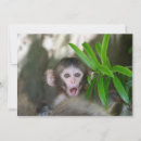 Search for macaques cards Animals in the wild