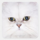 Search for persian cats stickers Animals