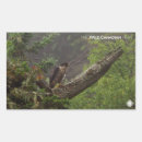 Search for peregrine stickers Wildlife