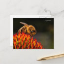 Search for pollinators postcards Nature photography