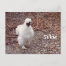Search for silkie Pets