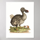 Search for dodo posters Extinct