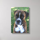 Search for boxer dog art Photography