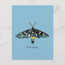 Search for moths postcards Wildlife