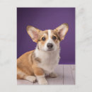 Search for cute corgi postcards Pembroke welsh corgi
