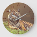 Search for tiger photography Animal