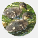 Search for duck photo stickers Animals