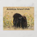 Search for buffalo postcards Nature