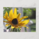 Search for black eyed susans postcards Floral