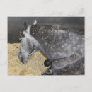 Search for percheron postcards Equine