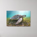 Search for underwater art Sailboat