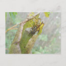 Search for wasps postcards Insect