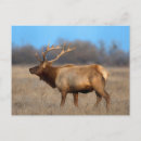 Search for antler postcards Wild animal