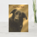 Search for lab” photography Cute