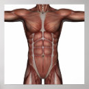Search for muscle man posters Body