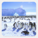 Search for antarctic stickers Sea
