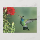 Search for bill horizontal postcards Jaynes gallery