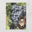Search for bunch postcards Vine