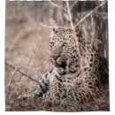 Search for angry leopard Big cats