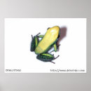 Search for bicolor posters Frog