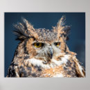 Search for owl portrait posters Bird