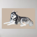 Search for siberian husky posters Puppies