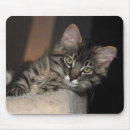 Search for siberian cat mouse mats Animals