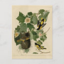 Search for oriole postcards Illustration