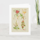 Search for medicinal herbs posters Herbal