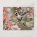 Search for broad tailed Nature
