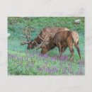 Search for cathy horizontal postcards Elk
