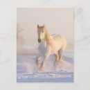 Search for horse run postcards Nature