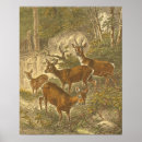 Search for deer hunting posters Forest