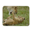 Search for lion predator magnets Cat