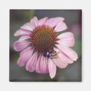 Search for coneflower magnets Pink