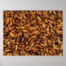 Search for silk posters Asian