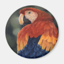 Search for macaws magnets Tropical