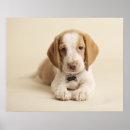Search for dog tags posters Photography