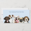Search for kennel cards Dogs