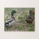 Search for duck puzzles Nature photography