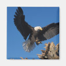 Search for haliaeetus magnets Homer