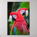 Search for colourful parrot posters Macaw