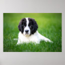 Search for newfoundland dog posters Puppy